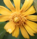 Yellow flower very beautifull