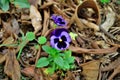 Beautiful purple flower of Viola tricolor var. hortensis Royalty Free Stock Photo