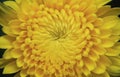 Yellow flower wallpaper beautiful stock photo