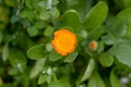 A yellow flower with water droplets on it and a small white flower Royalty Free Stock Photo