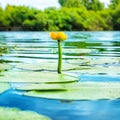 Yellow flower- water lilly Royalty Free Stock Photo