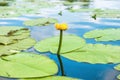 Yellow flower- water lilly Royalty Free Stock Photo