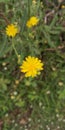 Yellow flower of weed shrub