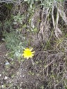 Yellow flower weed