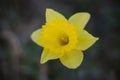 Yellow flower. Welcome to the spring and all the beautiful colours from the nature