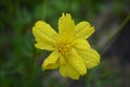 Yellow Flower wer After Rain