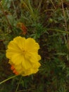 Yellow flower which has another name Cosmos sulphureus