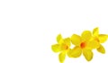 Yellow flower on white background. Royalty Free Stock Photo