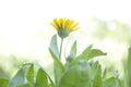 Yellow flower on a white background. Magic Flowers.