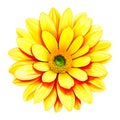 yellow flower on white background, watercolor style, Ai Generated Royalty Free Stock Photo