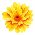 yellow flower on white background, watercolor style, Ai Generated Royalty Free Stock Photo