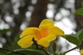 Yellow flower with a forest in the background. Royalty Free Stock Photo