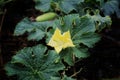 The yellow flower of the whiter melon.