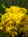 Yellow flower