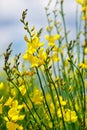 Yellow flower of wild genista. Royalty Free Stock Photo