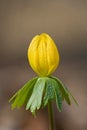 Yellow flower of winter aconite Royalty Free Stock Photo