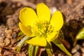 Yellow flower Winter Aconite Eranthis hyemalis. Spring primrose close up