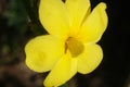 Yellow flower of winter jasmine. Macro photography of the petals of the winter flowering. Climbing Royalty Free Stock Photo