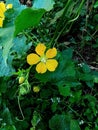 Yellow flower of winter melon in the farm Royalty Free Stock Photo