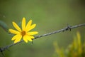 Yellow flower on wire fence Royalty Free Stock Photo