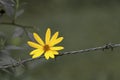 Yellow flower on wire fence Royalty Free Stock Photo