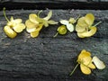 Yellow flower on wooden background. Royalty Free Stock Photo