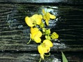 Yellow flower on wooden background. Royalty Free Stock Photo