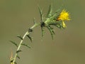 Yellow flower of woolly distaff thistle, Carthamus lanatus