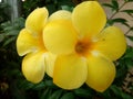 Yellow flower yala Thailand Royalty Free Stock Photo