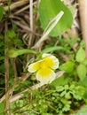 A yellow flower with a yellow center and a yellow flower with the word quot on it Royalty Free Stock Photo