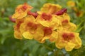 Yellow flower of Yellow elder or Thong Urai name of Thailand. Species name of Sparky. Royalty Free Stock Photo