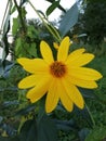 Yellow flower