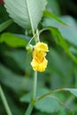 Yellow flower of the Yellow Jewelweed Impatiens pallida plant Royalty Free Stock Photo