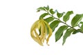 Yellow flower of Ylang-ylang or Cananga odorata bloom on tree in the garden is a herb of Thai isolated on white background. Royalty Free Stock Photo