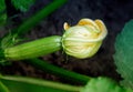 Yellow flower on the young growing zucchini