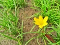 Yellow flower, Zephyranthes Citrina.