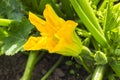 Yellow flower of zucchini, courgette in the summer garden, flowering vegetable