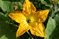 Yellow flower of zucchini (Cucumis sativus) Royalty Free Stock Photo