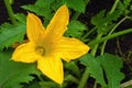 The yellow flower of the zucchini in the garden Royalty Free Stock Photo