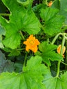 Yellow flower of zucchini with green leaves in the garden Royalty Free Stock Photo