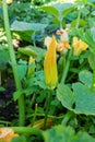 Yellow flower of zucchini with green leaves in the garden Royalty Free Stock Photo