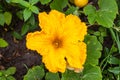 Yellow flower of zucchini with green leaves in the garden Royalty Free Stock Photo