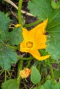 Yellow flower of zucchini with green leaves in the garden Royalty Free Stock Photo