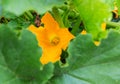 Yellow flower of zucchini with green leaves in the garden Royalty Free Stock Photo