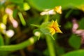 Yellow flower of zucchini with green leaves in the garden Royalty Free Stock Photo