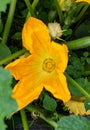 Yellow flower of zucchini with green leaves in the garden Royalty Free Stock Photo