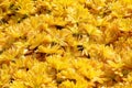 Yellow Flowerbed Royalty Free Stock Photo