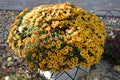Yellow flowerbed from beautiful chrysanthemums at autumn day Royalty Free Stock Photo