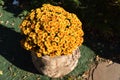 Yellow flowerbed from beautiful chrysanthemums at autumn day Royalty Free Stock Photo