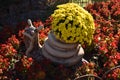 Yellow flowerbed from beautiful chrysanthemums at autumn day Royalty Free Stock Photo